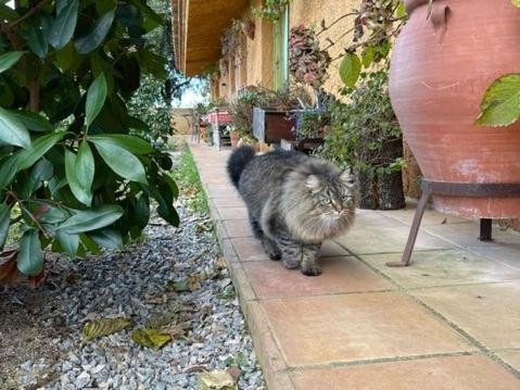 Aurora 2-Bed Cottage - Sleeps 4 - Montseny Park Arbúcies Εξωτερικό φωτογραφία